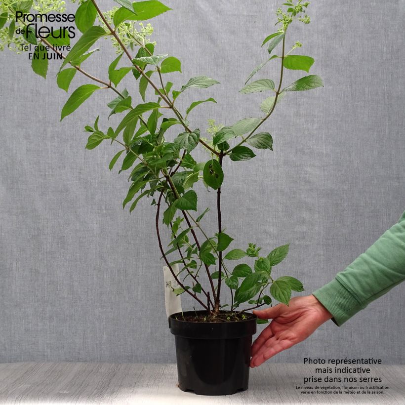 Esemplare di Hydrangea paniculata Diamantino - Ortensia paniculata Vaso da 3L/4L consegnato in estate