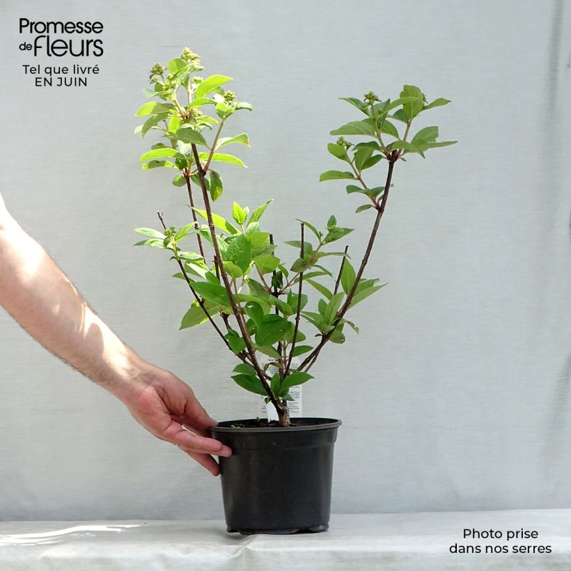 Esemplare di Hydrangea paniculata Early Sensation - Ortensia paniculata Vaso da 3L/4L consegnato in estate