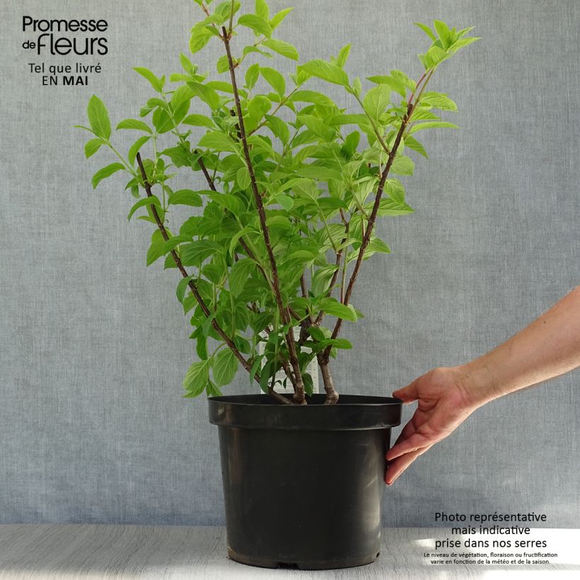 Hydrangea paniculata Fraise Melba - Ortensia paniculata Vaso da 7,5L/10L esemplare consegnato in primavera