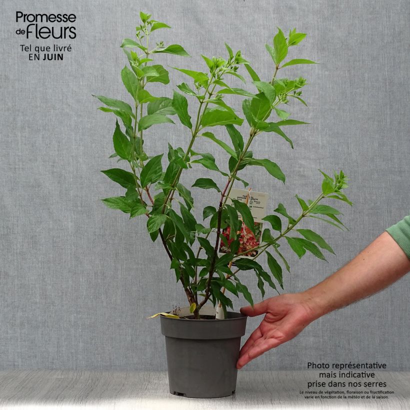Esemplare di Hydrangea paniculata Graffiti - Ortensia paniculata Vaso da 4L/5L consegnato in estate