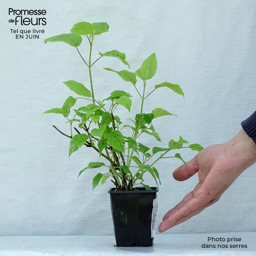 Esemplare di Hydrangea paniculata Grandiflora - Ortensia paniculata Vasetto da 8/9 cm consegnato in estate