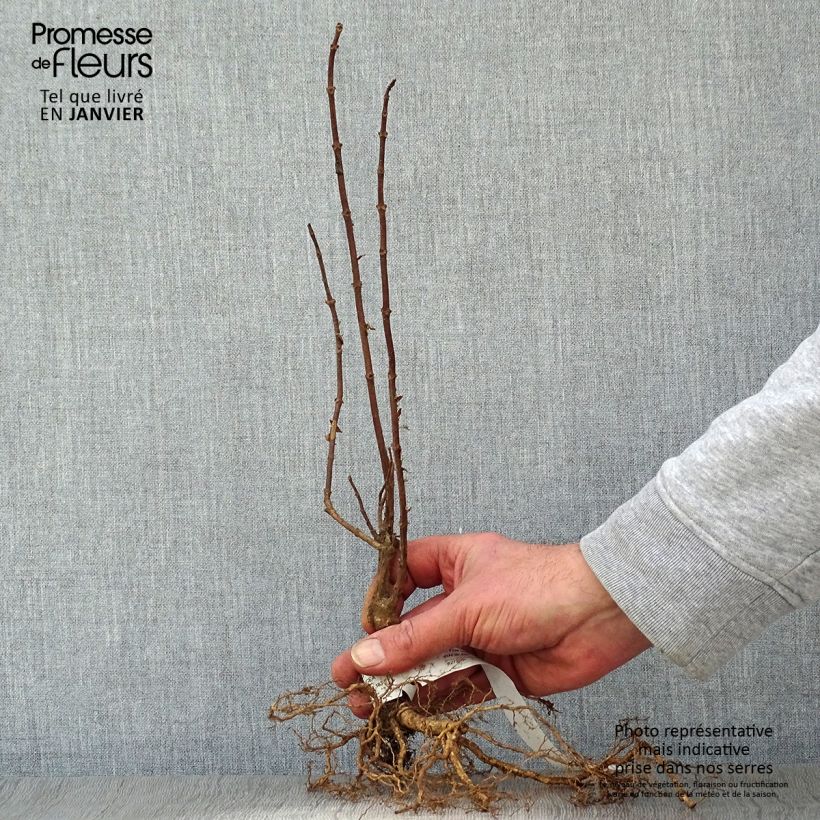 Hydrangea paniculata Grandiflora - Ortensia paniculata Piante piccole a radice nuda esemplare consegnato in inverno