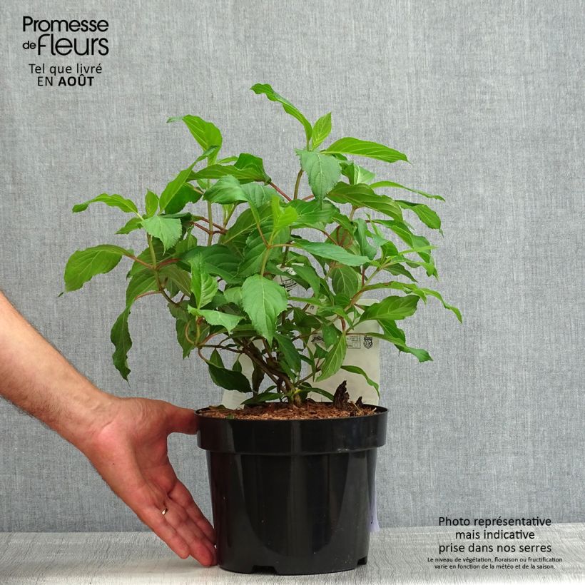 Esemplare di Hydrangea paniculata Great Star Le Vasterival - Ortensia paniculata Vaso da 3L/4L consegnato in estate
