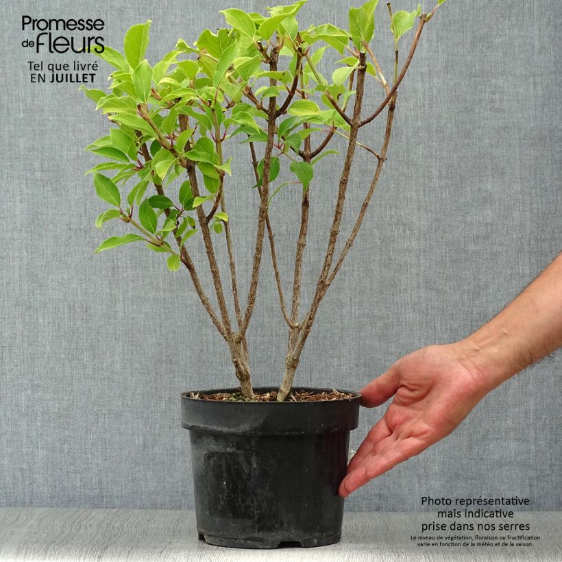 Esemplare di Hydrangea paniculata Kyushu - Ortensia paniculata Vaso da 3L/4L consegnato in estate