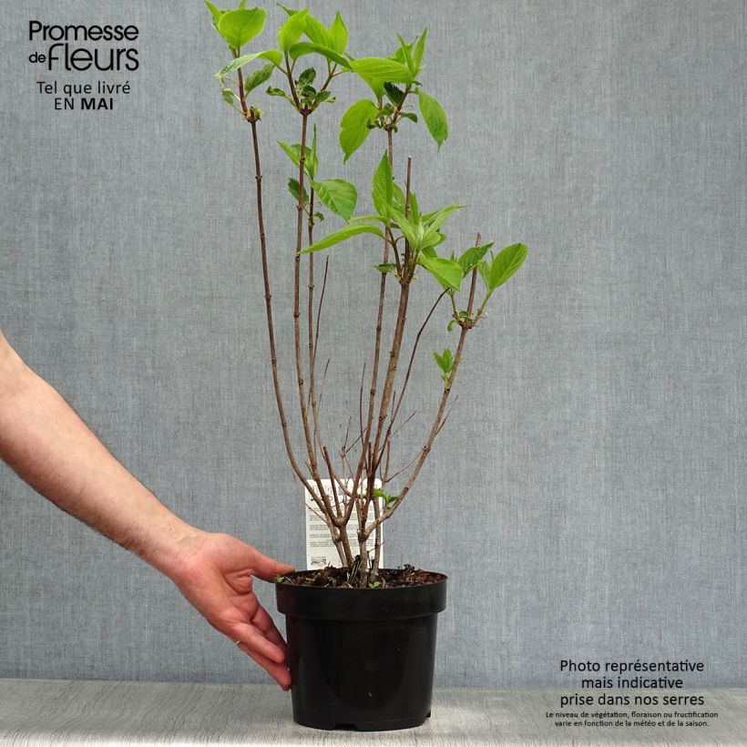 Hydrangea paniculata Levana - Ortensia paniculata Vaso da 3L/4L esemplare consegnato in primavera
