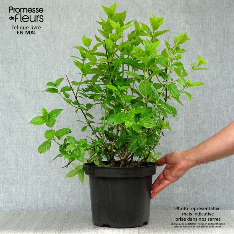 Hydrangea paniculata Limelight - Ortensia paniculata Vaso da 6L/7LAltezza consegnata circa 50+cm esemplare consegnato in primavera