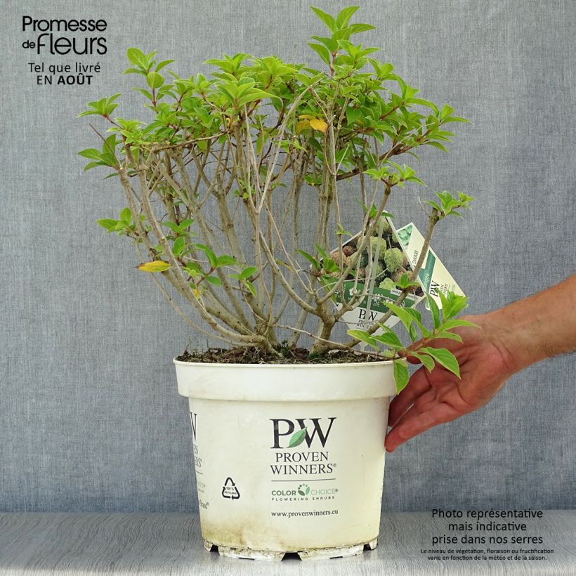 Esemplare di Hydrangea paniculata Little Lime - Ortensia paniculata Vaso da 7,5L/10L consegnato in estate