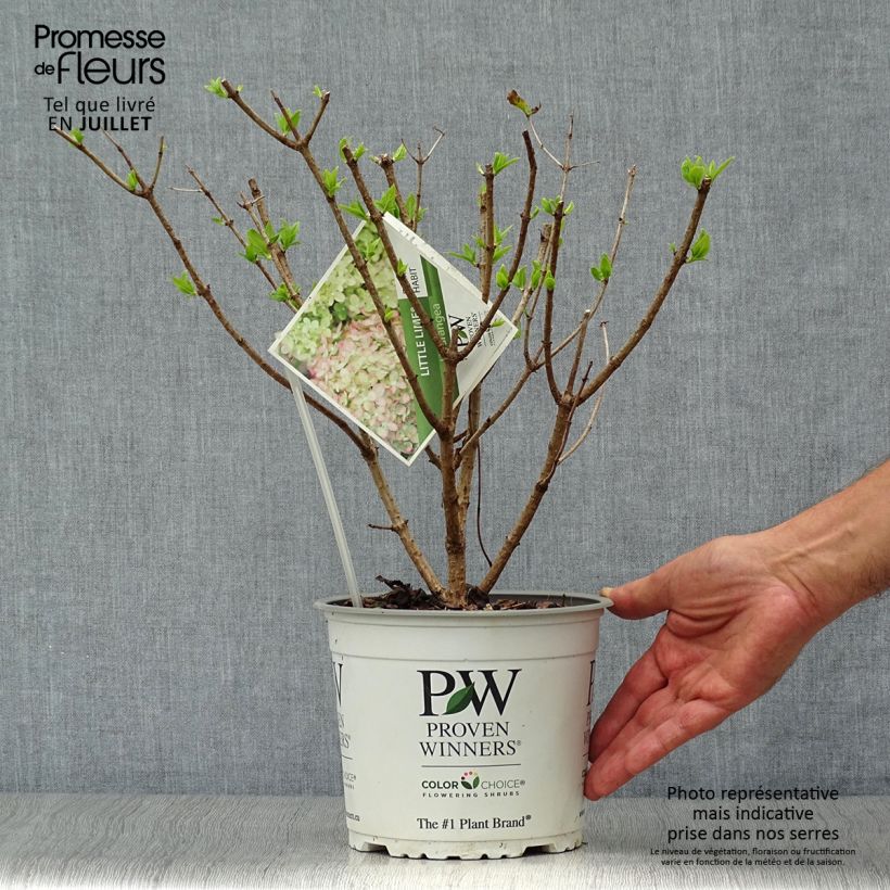 Esemplare di Hydrangea paniculata Little Lime - Ortensia paniculata Vaso da 3L/4L consegnato in estate