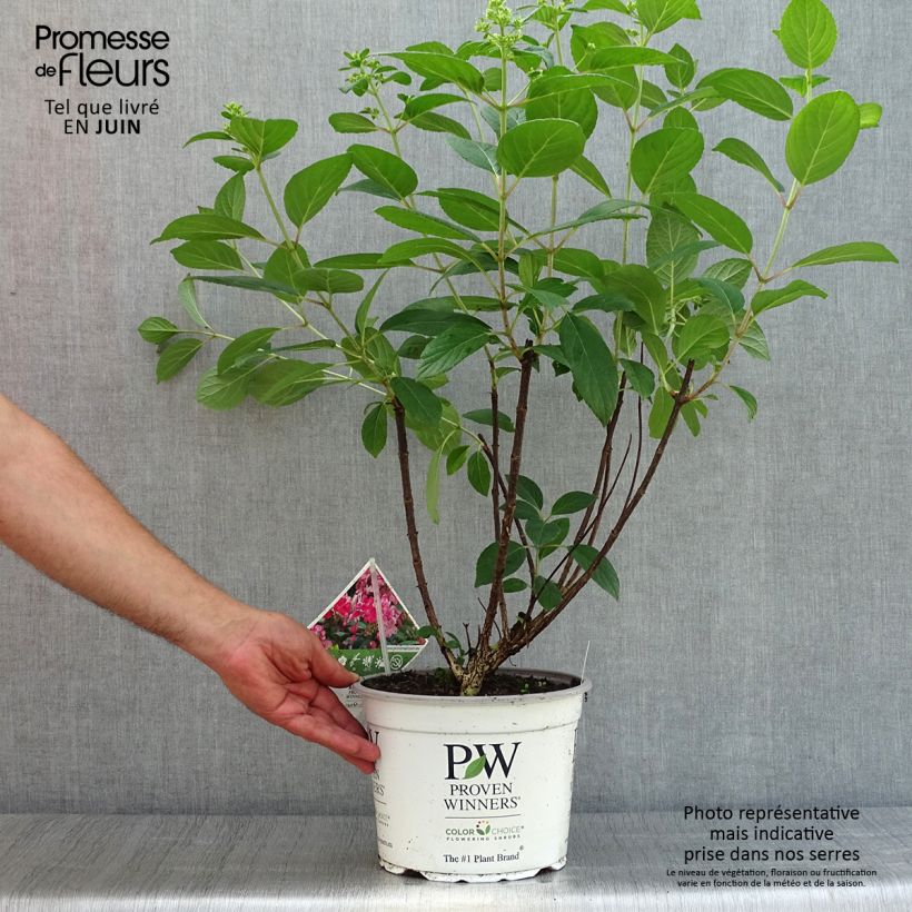 Esemplare di Hydrangea paniculata Little Quick Fire - Ortensia paniculata Vaso da 3L/4L consegnato in estate