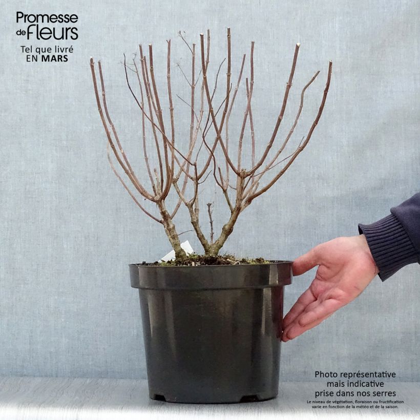 Hydrangea paniculata Pastelgreen - Ortensia paniculata Vaso da 7,5L/10L esemplare consegnato in primavera