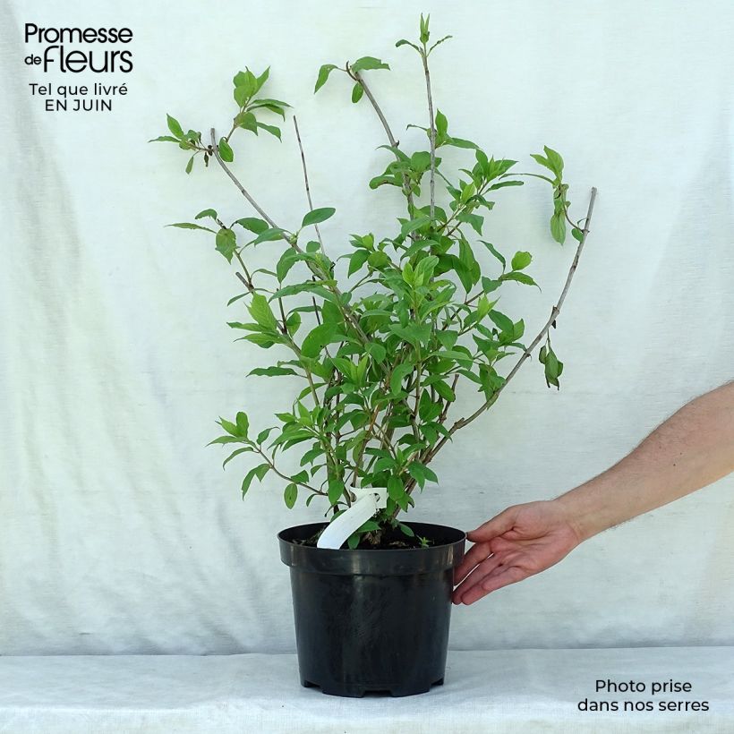 Esemplare di Hydrangea paniculata Phantom - Ortensia paniculata Vaso da 7,5L/10L consegnato in estate