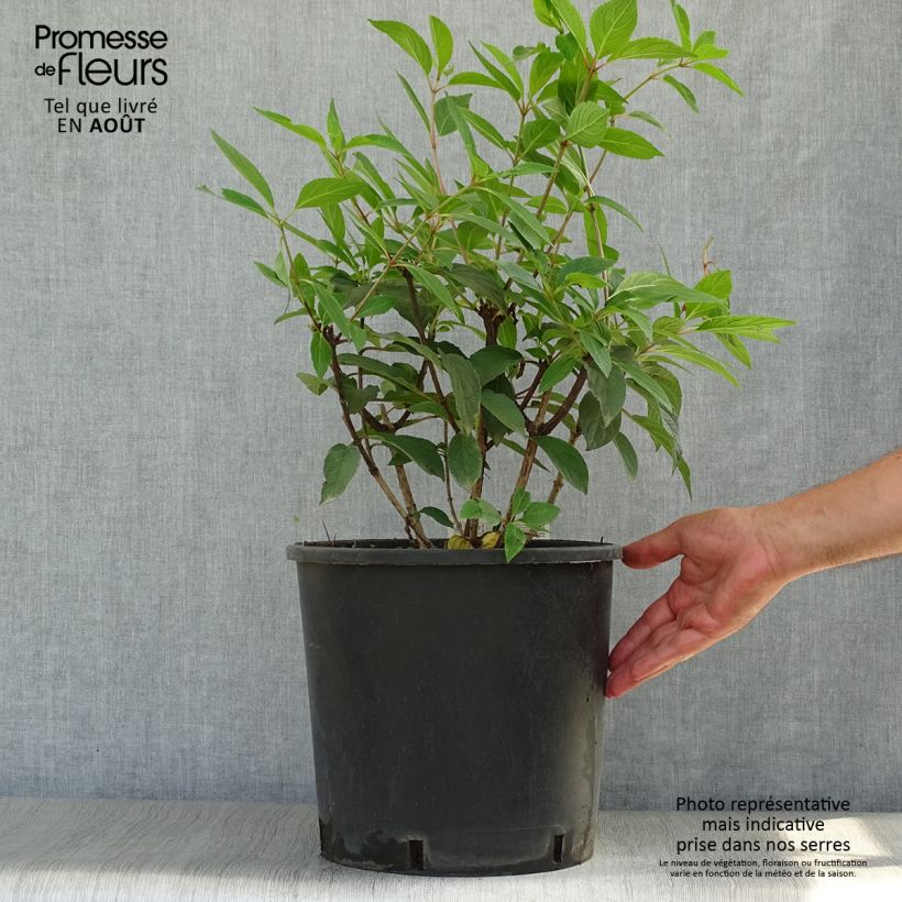 Esemplare di Hydrangea paniculata Pinky Winky - Ortensia paniculata Vaso da 12L/15L consegnato in estate