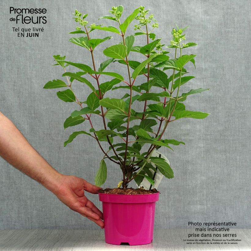 Esemplare di Hydrangea paniculata Pinky Winky - Ortensia paniculata Vaso da 3L/4L consegnato in estate