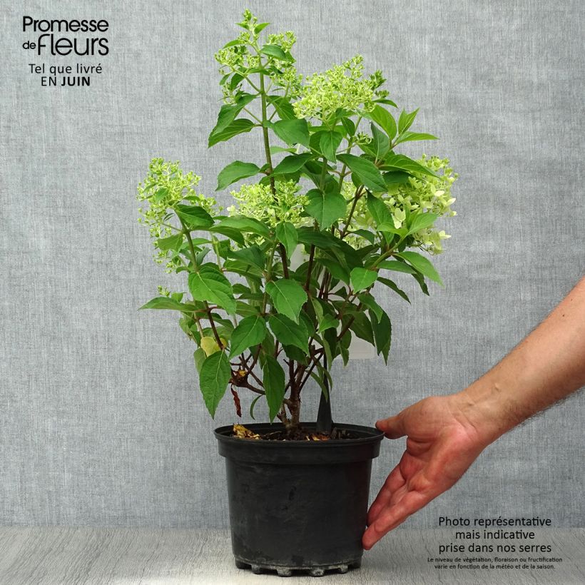 Esemplare di Hydrangea paniculata Silver Dollar - Ortensia paniculata Vaso da 3L/4L consegnato in estate