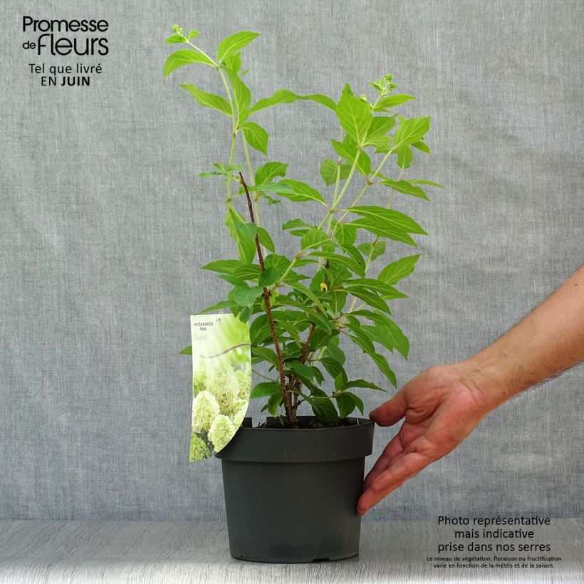Esemplare di Hydrangea paniculata Skyfall - Ortensia paniculata Vaso da 3L/4L consegnato in estate
