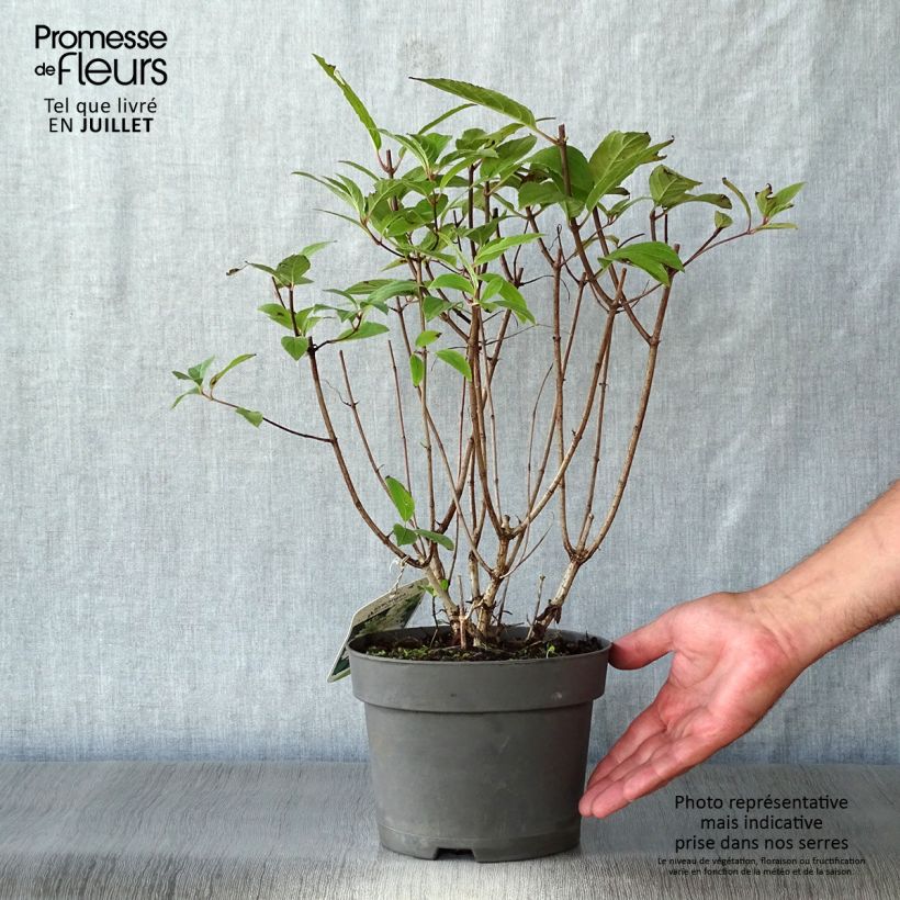 Esemplare di Hydrangea paniculata Unique - Ortensia paniculata Vaso da 2L/3L consegnato in estate