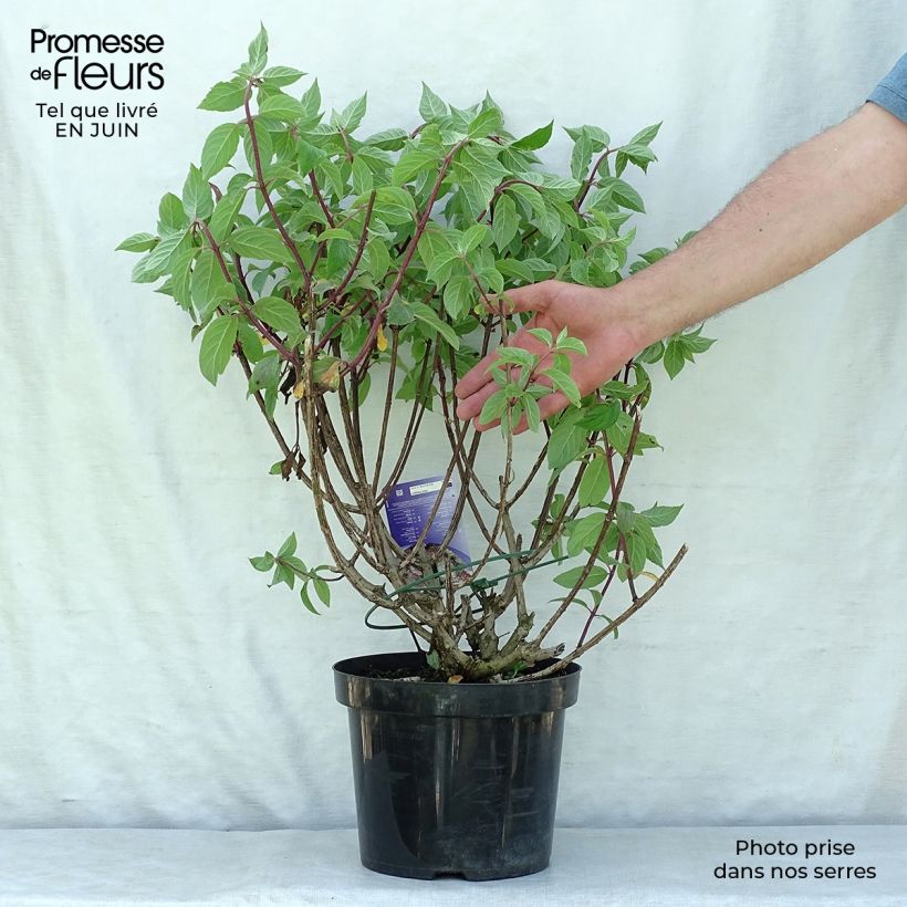 Esemplare di Hydrangea paniculata Vanille Fraise - Ortensia paniculata Vaso da 7,5L/10L consegnato in estate
