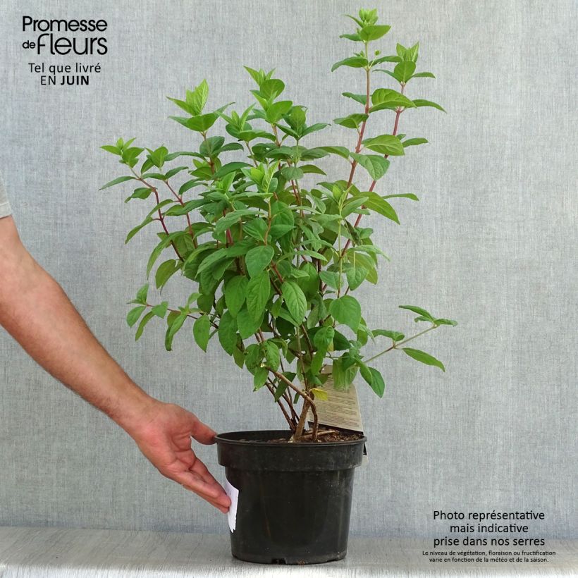 Esemplare di Hydrangea paniculata White Diamond - Ortensia paniculata Vaso da 3L/4L consegnato in estate
