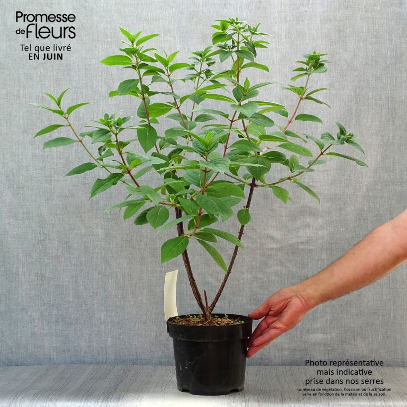 Esemplare di Hydrangea paniculata Wim's red - Ortensia paniculata Vaso da 3L/4L consegnato in estate