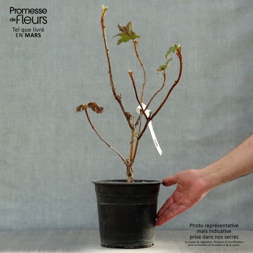 Hydrangea quercifolia Applause - Ortensia a foglie di quercia Vaso da 4L/5LAltezza consegnata circa 50/60cm esemplare consegnato in primavera