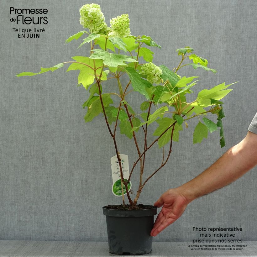 Esemplare di Hydrangea quercifolia Harmony - Ortensia a foglie di quercia Vaso da 2L/3L consegnato in estate