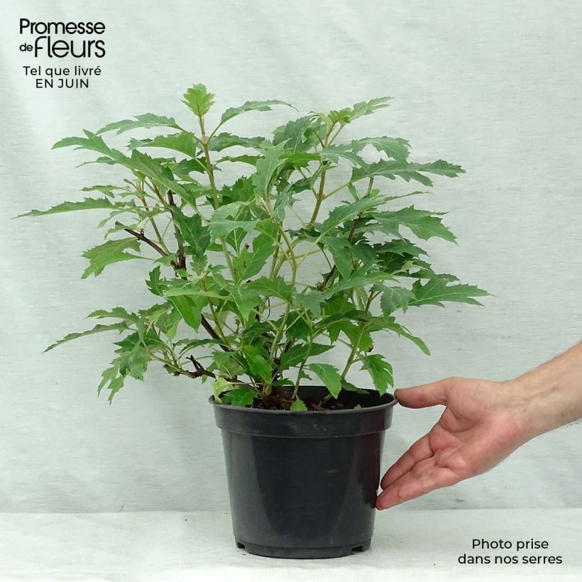 Esemplare di Hydrangea quercifolia Ice Crystal - Ortensia a foglie di quercia Vaso da 4L/5L consegnato in estate