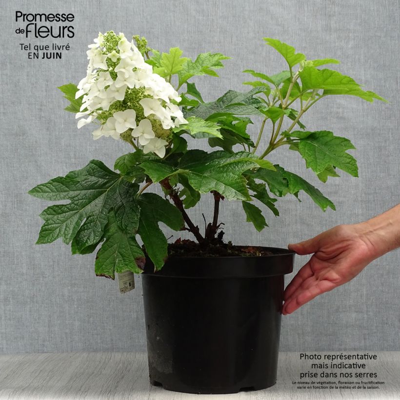 Esemplare di Hydrangea quercifolia Jetstream - Ortensia a foglie di quercia Vaso da 7,5L/10L consegnato in estate