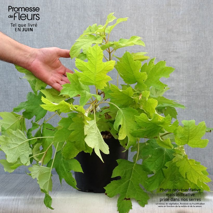 Esemplare di Hydrangea quercifolia Little Honey - Ortensia a foglie di quercia Vaso da 4L/5L consegnato in estate
