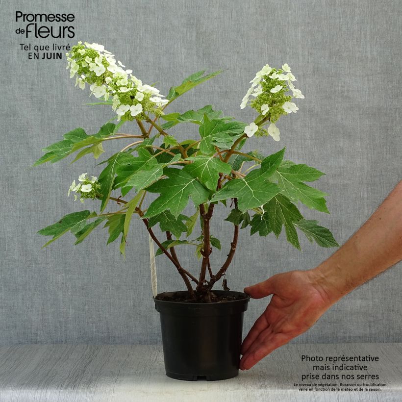 Esemplare di Hydrangea quercifolia Munchkin - Ortensia a foglie di quercia Vaso da 2L/3L consegnato in estate