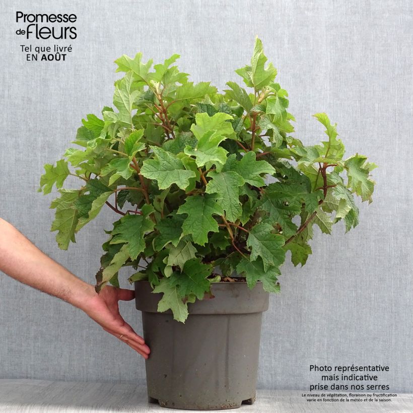 Esemplare di Hydrangea quercifolia Ruby Slippers - Ortensia a foglie di quercia Vaso da 7,5L/10L consegnato in estate