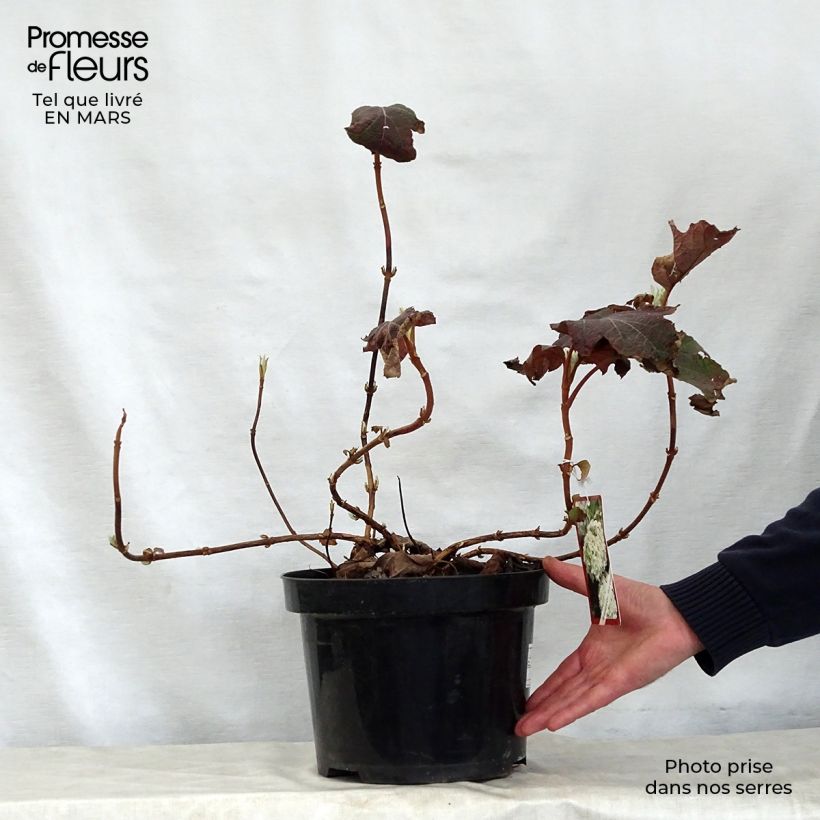 Hydrangea quercifolia Snow Queen - Ortensia a foglie di quercia Vaso da 7,5L/10L esemplare consegnato in primavera