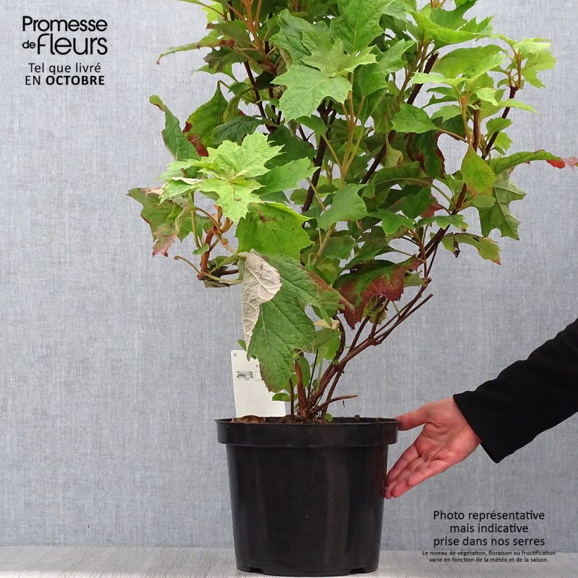 Esemplare di Hydrangea quercifolia Snow Queen - Ortensia a foglie di quercia Vaso da 4L/5L come consegnato in autunno