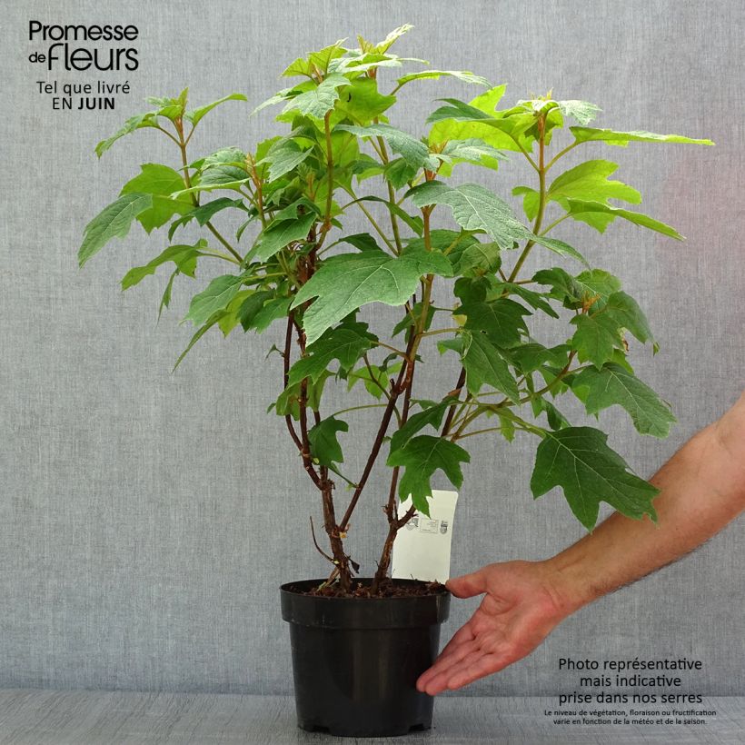 Esemplare di Hydrangea quercifolia Snow Queen - Ortensia a foglie di quercia Vaso da 2L/3L consegnato in estate