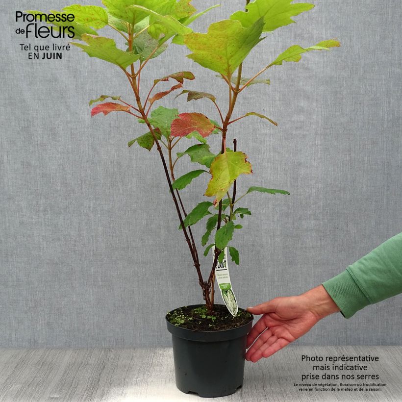Esemplare di Hydrangea quercifolia Snowflake - Ortensia a foglie di quercia Vaso da 3L/4L consegnato in estate