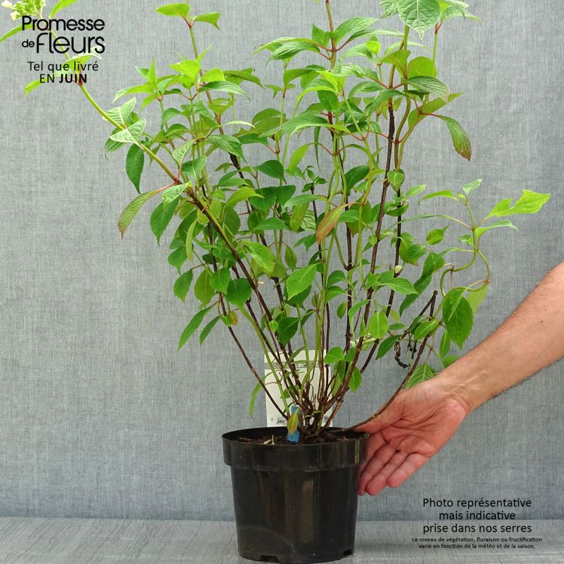 Esemplare di Hydrangea serrata Avelroz - Ortensia Vaso da 2L/3L consegnato in estate