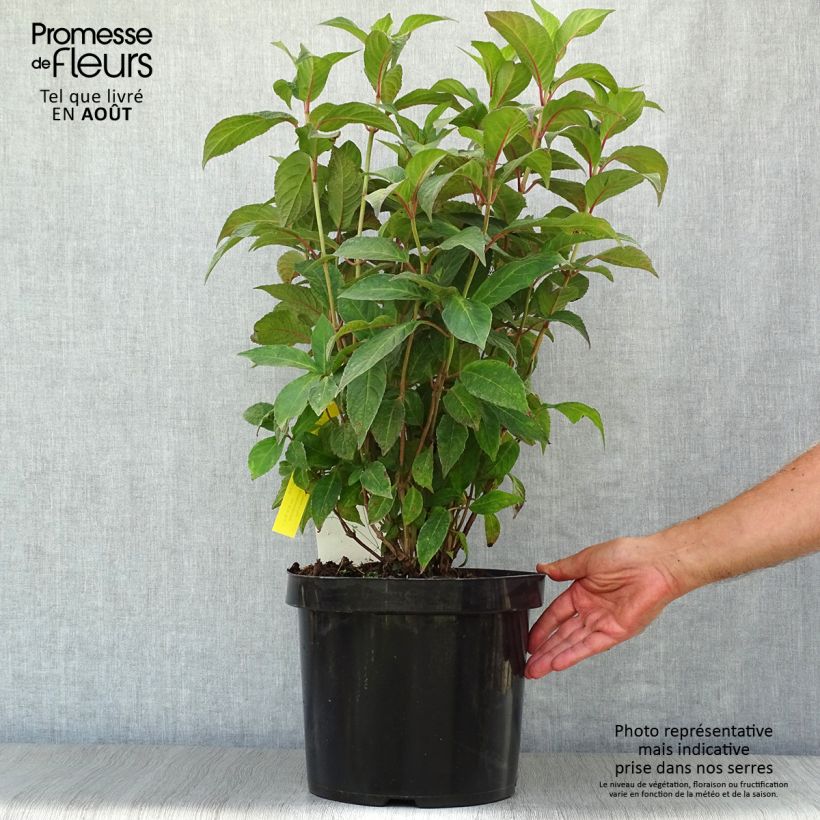 Esemplare di Hydrangea serrata Avelroz - Ortensia Vaso da 7,5L/10L consegnato in estate
