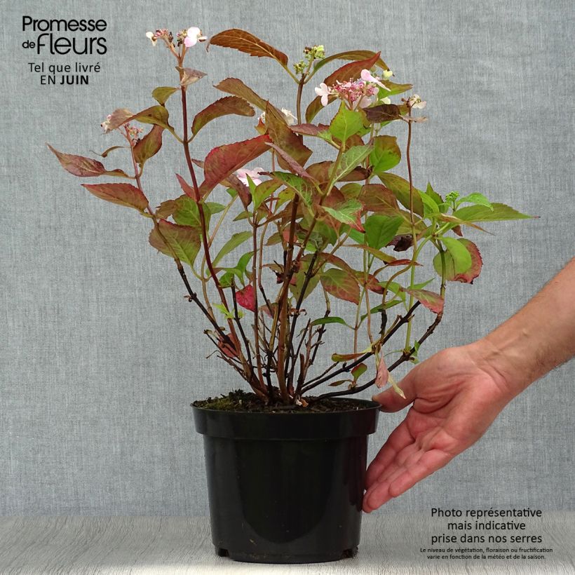 Esemplare di Hydrangea serrata Blue Bird - Ortensia Vaso da 3L/4L consegnato in estate
