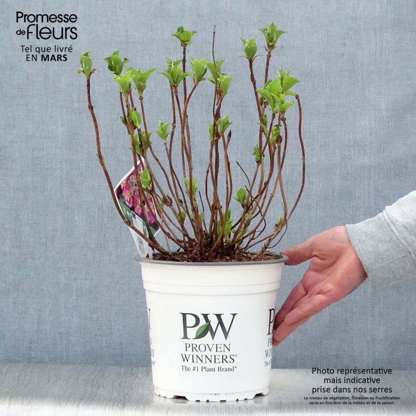 Hydrangea serrata Cotton Candy - Ortensia Vaso da 4L/5L esemplare consegnato in primavera
