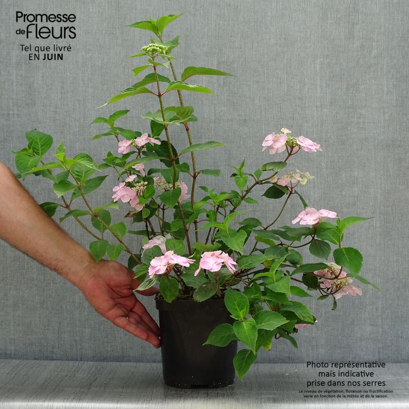 Esemplare di Hydrangea serrata Graciosa - Ortensia Vaso da 2L/3L consegnato in estate