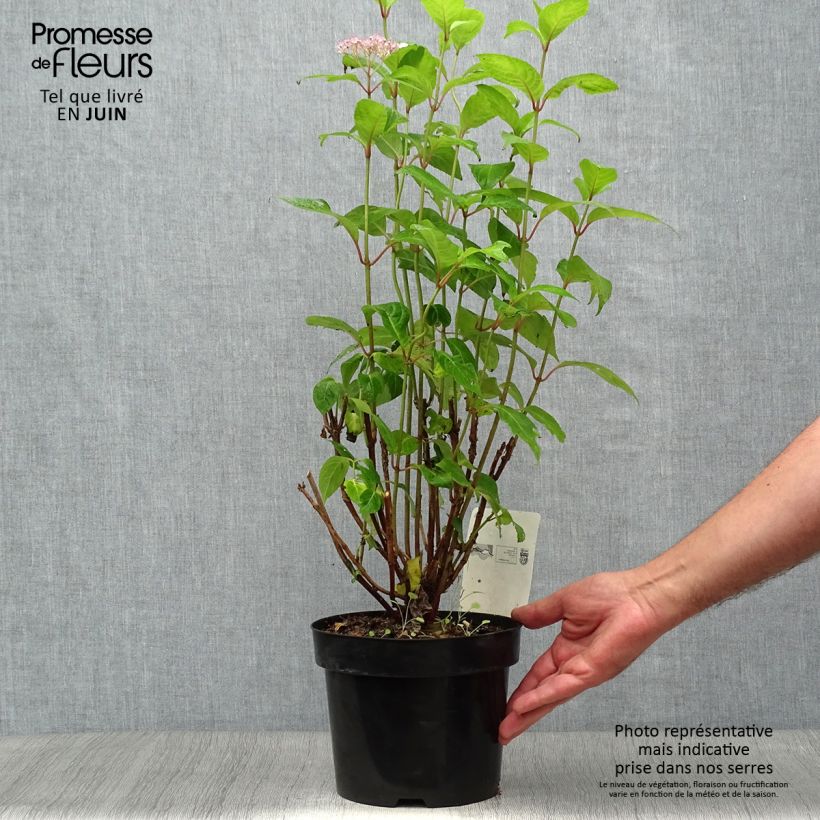 Esemplare di Hydrangea serrata Intermedia - Ortensia Vaso da 2L/3L consegnato in estate