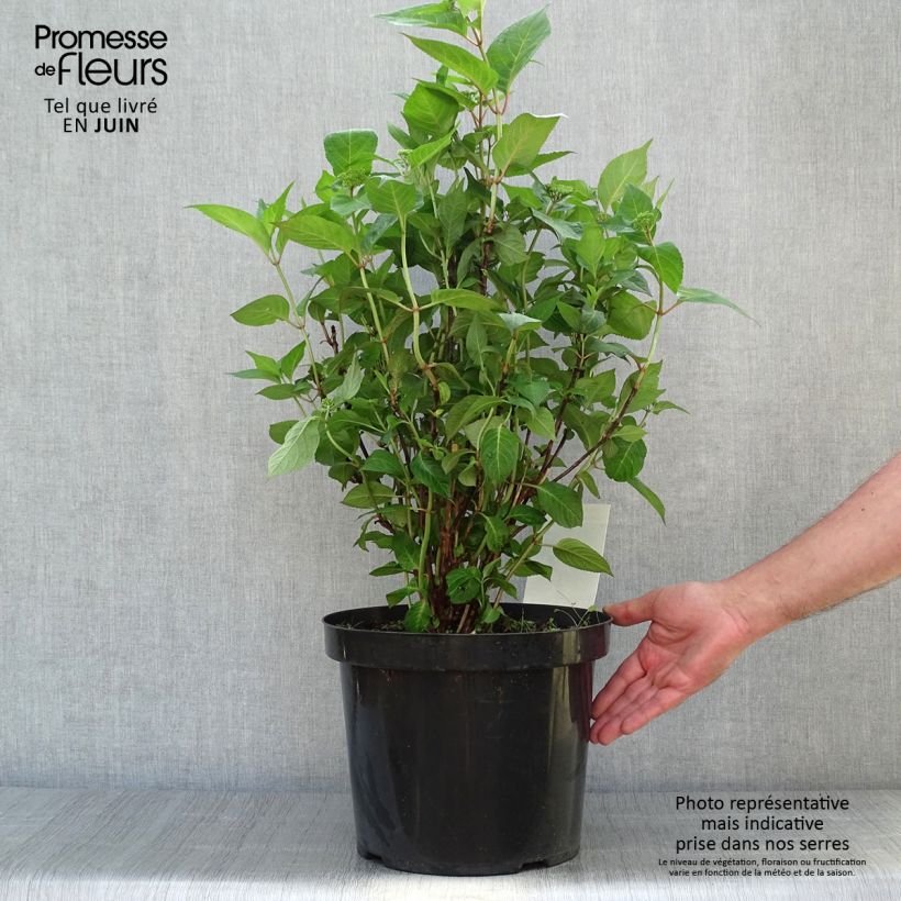 Esemplare di Hydrangea serrata Intermedia - Ortensia Vaso da 7,5L/10L consegnato in estate