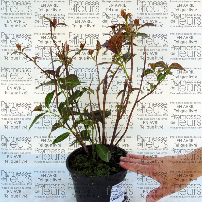 Esempio di esemplare Hydrangea serrata Kiyosumi - Ortensia Vaso da 2L/3L come consegnato