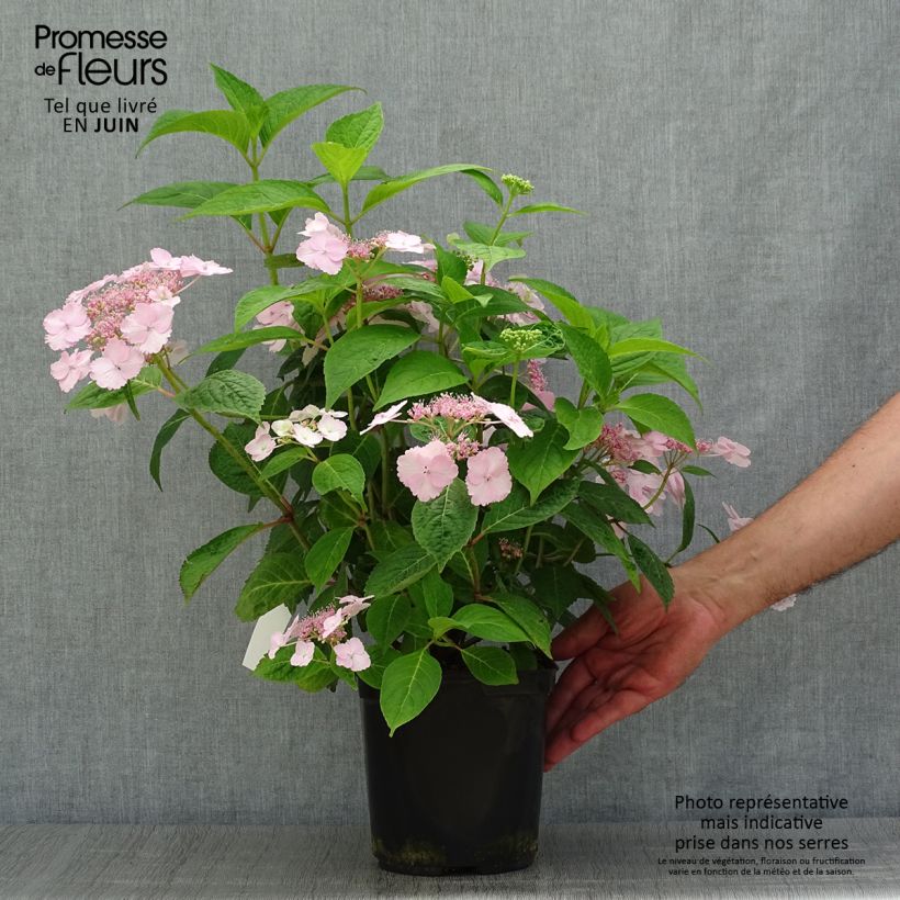 Esemplare di Hydrangea serrata Klaveren - Ortensia Vaso da 2L/3L consegnato in estate