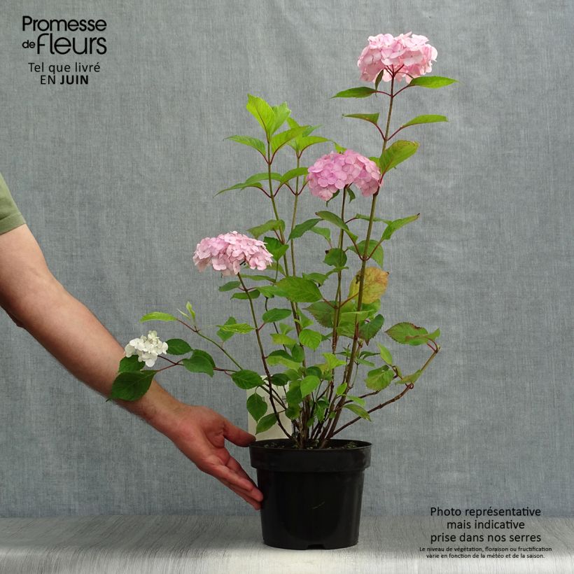 Esemplare di Hydrangea serrata Precioza - Ortensia Vaso da 2L/3L consegnato in estate