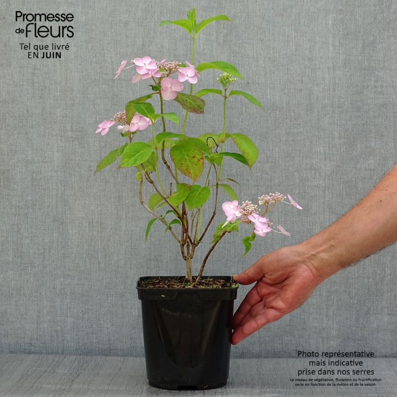 Esemplare di Hydrangea serrata Shojo - Ortensia Vaso da 2L/3L consegnato in estate