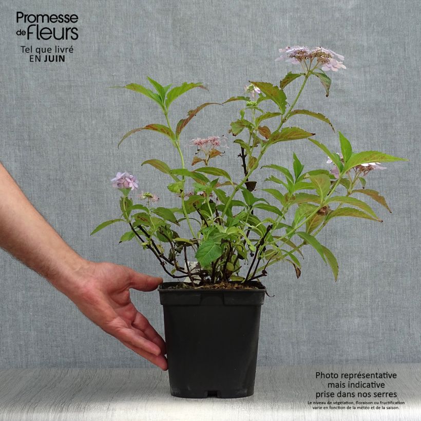 Esemplare di Hydrangea serrata Tiara - Ortensia Vaso da 2L/3L consegnato in estate