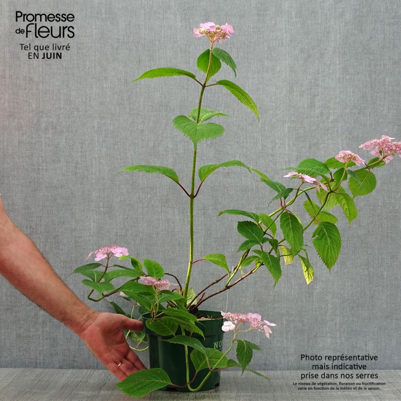 Esemplare di Hydrangea serrata Veerle - Ortensia Vaso da 3L/4L consegnato in estate