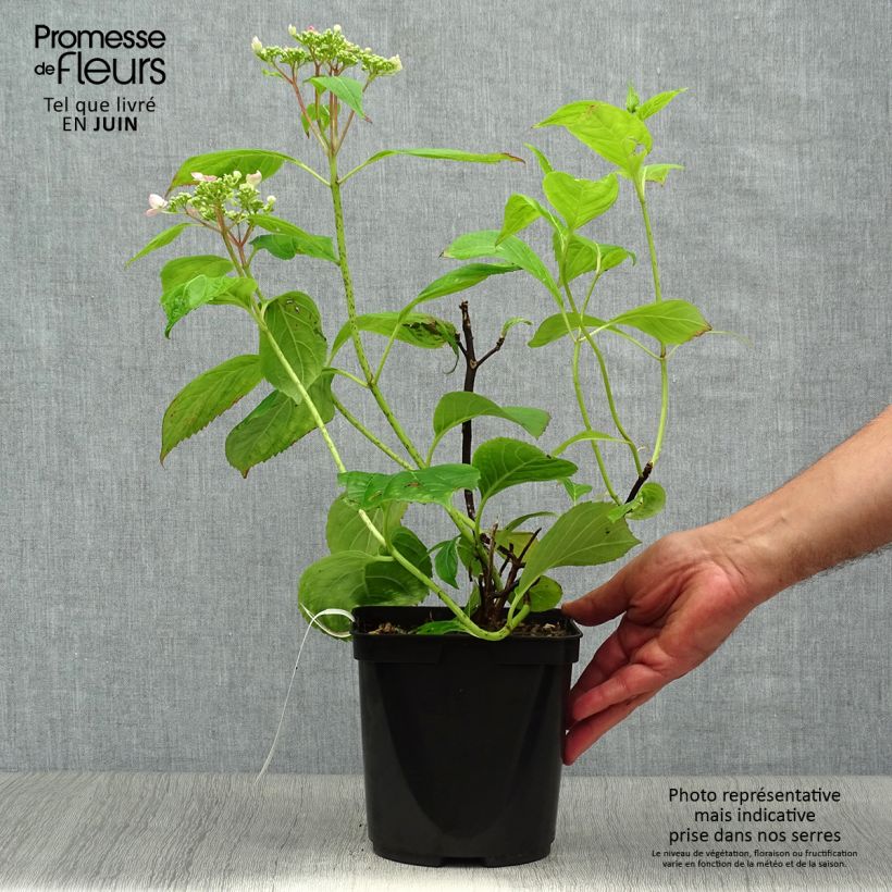 Esemplare di Hydrangea serrata Vicomte de Kerlot - Ortensia Vaso da 2L/3L consegnato in estate