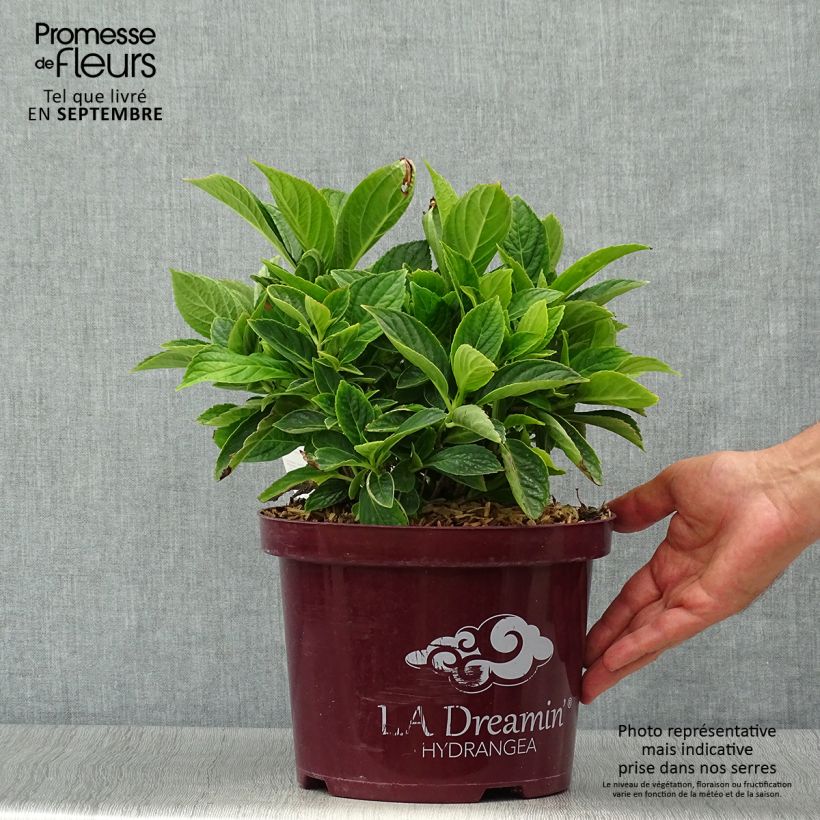 Esemplare di Hydrangea macrophylla L.A Dreamin - Ortensia Vaso da 4L/5L come consegnato in autunno