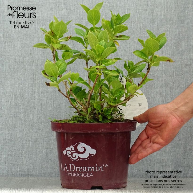Hydrangea macrophylla L.A Dreamin - Ortensia Vaso da 4L/5L esemplare consegnato in primavera